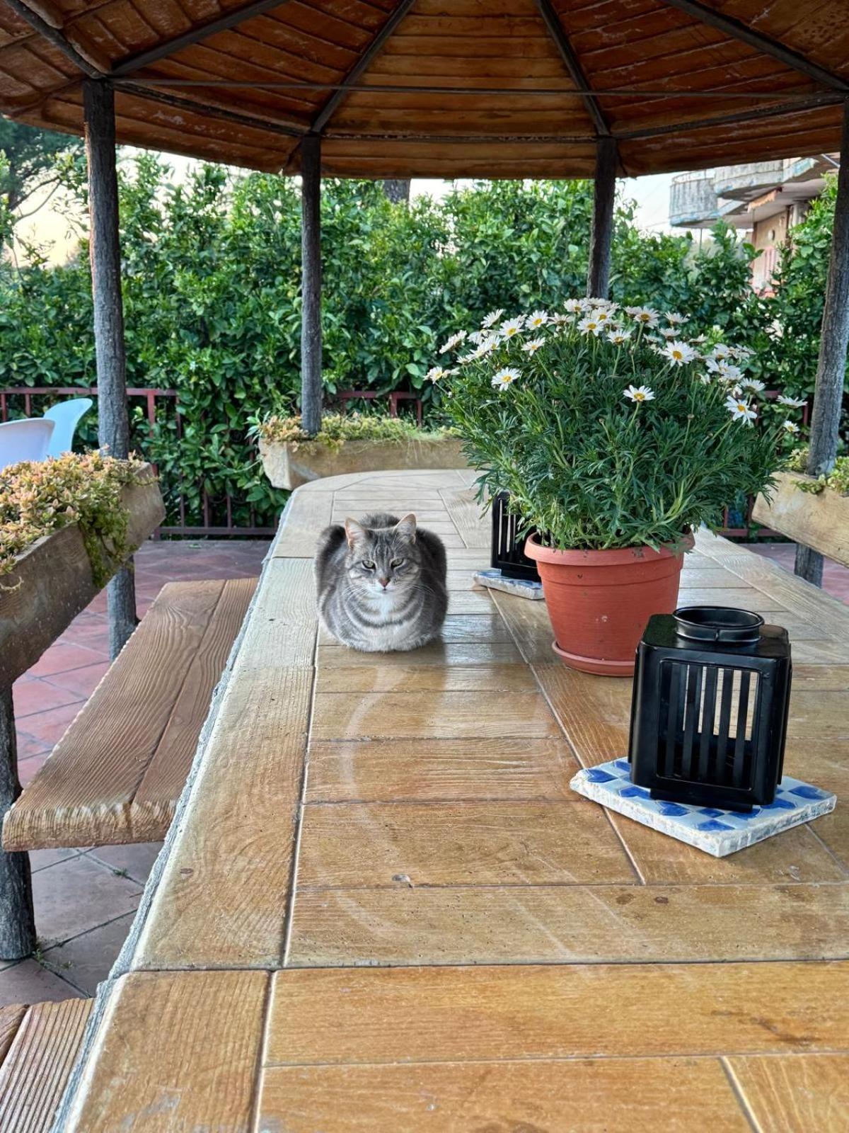 B&B Ioli Vesuvio エルコラーノ エクステリア 写真